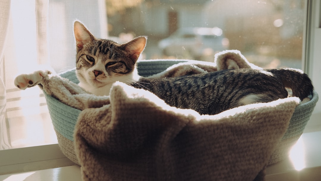 灰色的猫叫什么名字好？