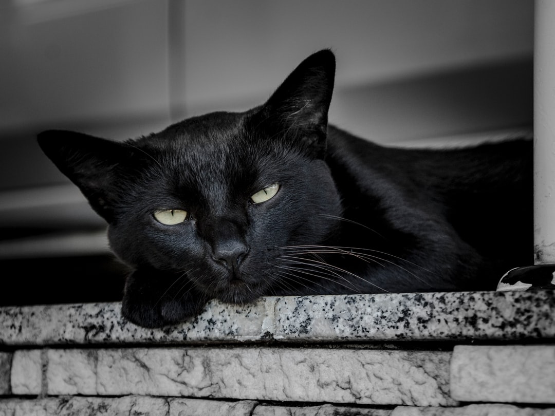 长毛猫名字大全