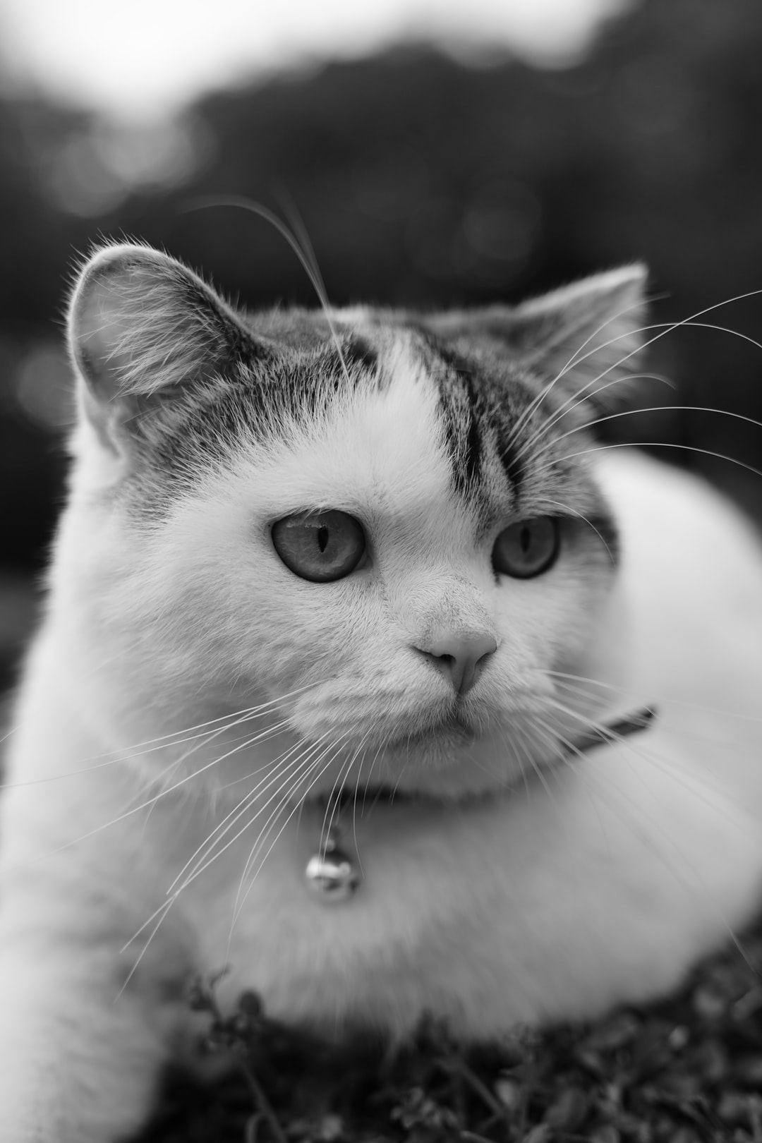 如何给猫取个招财的名字，招财不俗气的猫咪名字大全