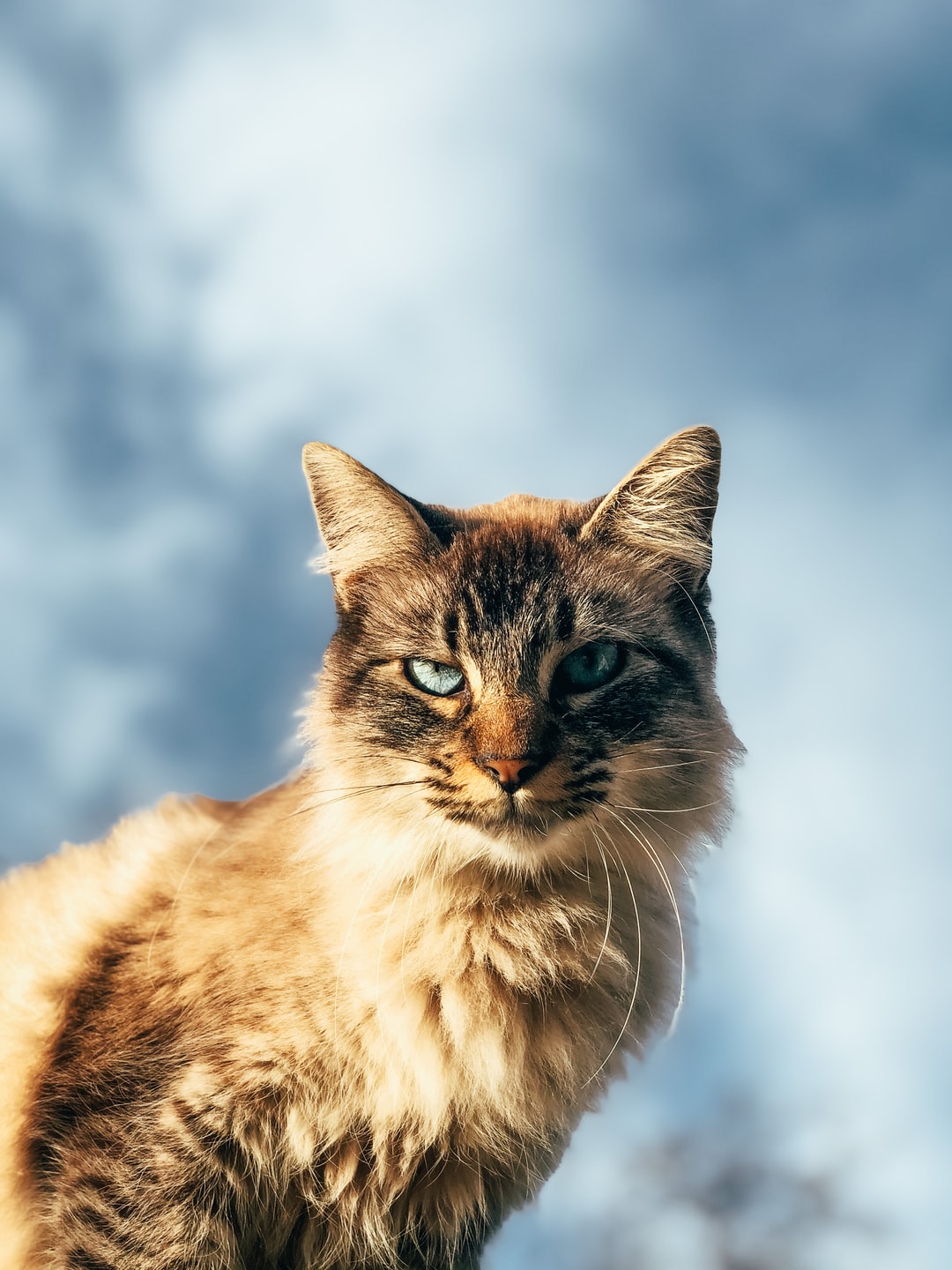 长毛猫名字大全
