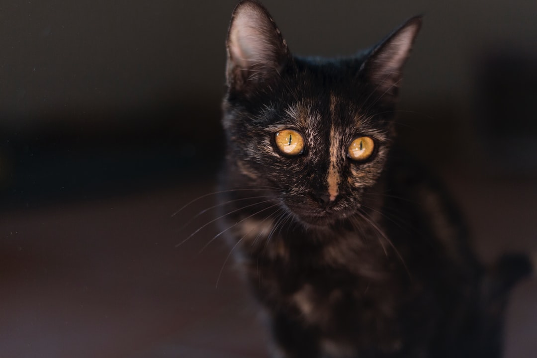 猫的品种大全带名字前10名猫咪
