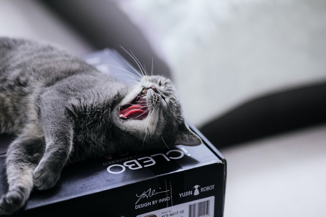 霸气好听的猫咪名字