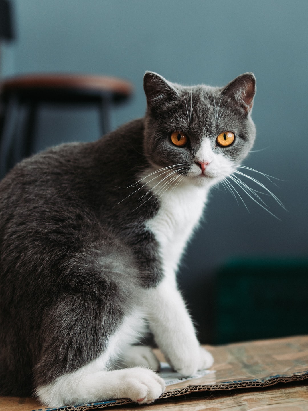 关于食物的猫咪名字大全