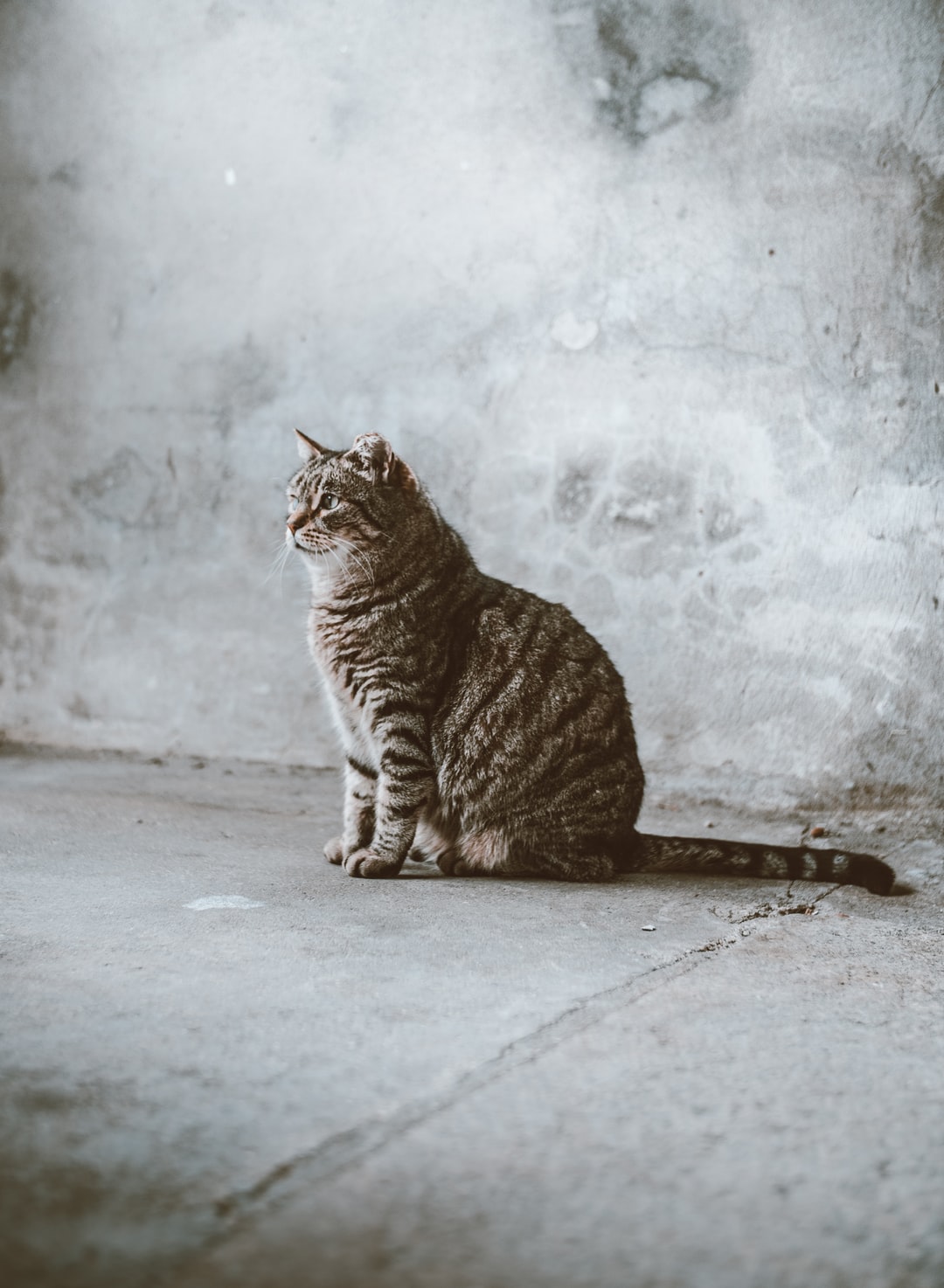 猫咪名字大全公猫