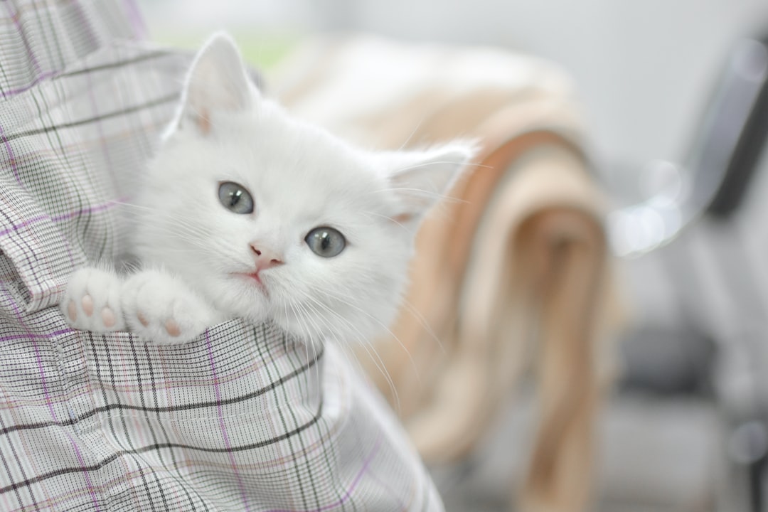 猫取名字搞笑可爱的猫名字案例