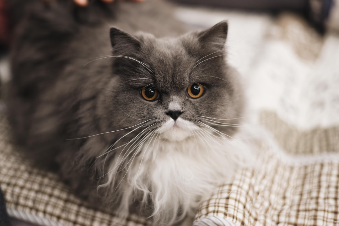 猫取名字搞笑可爱的猫名字案例