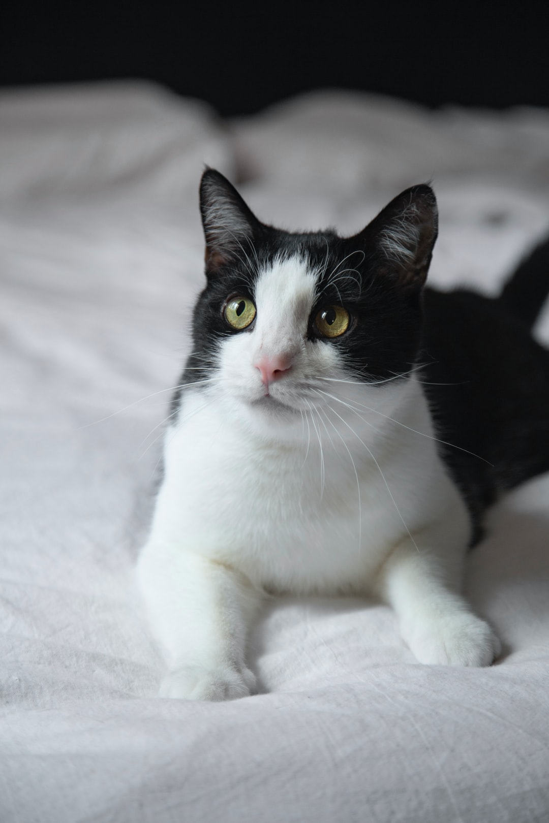2020最新猫咪名字怎么取？