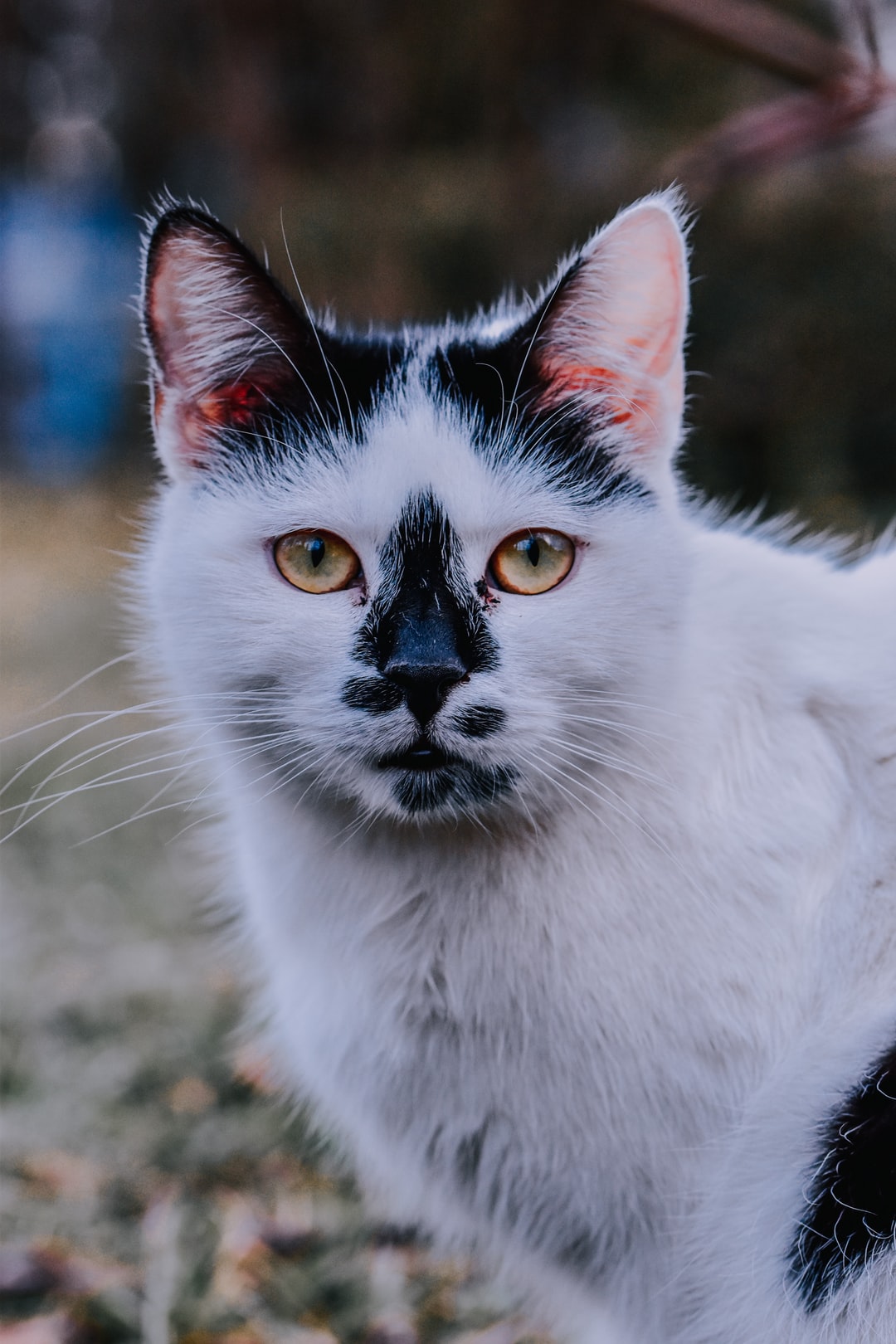 给小猫咪取名字大全，给小猫咪取名字的方法技巧