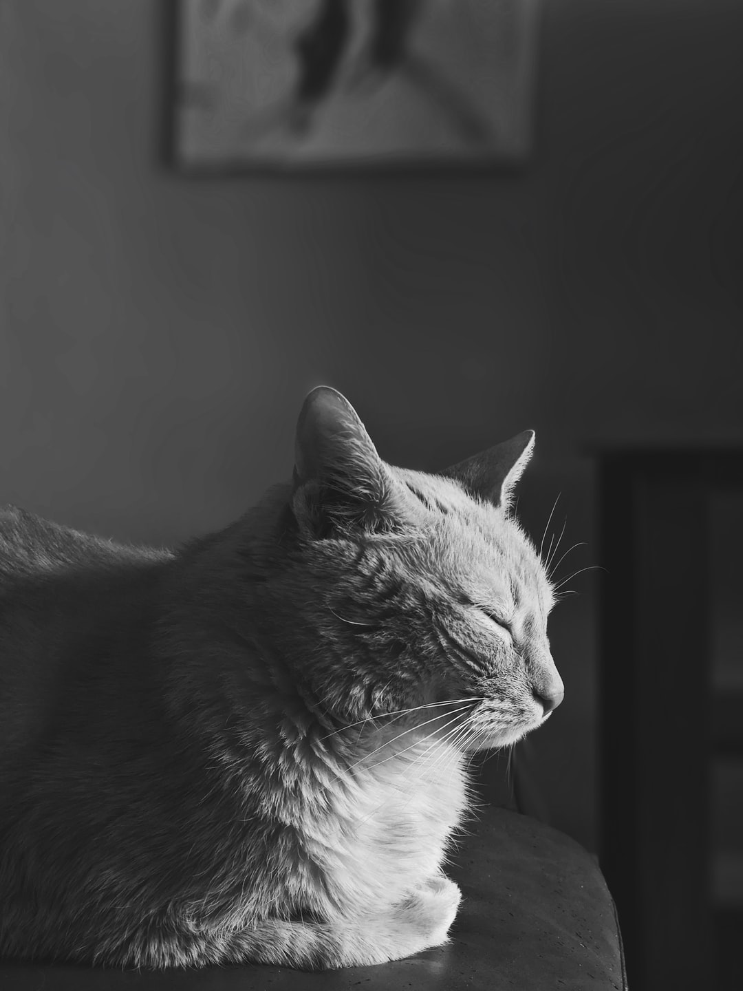 猫咪英文名有寓意的