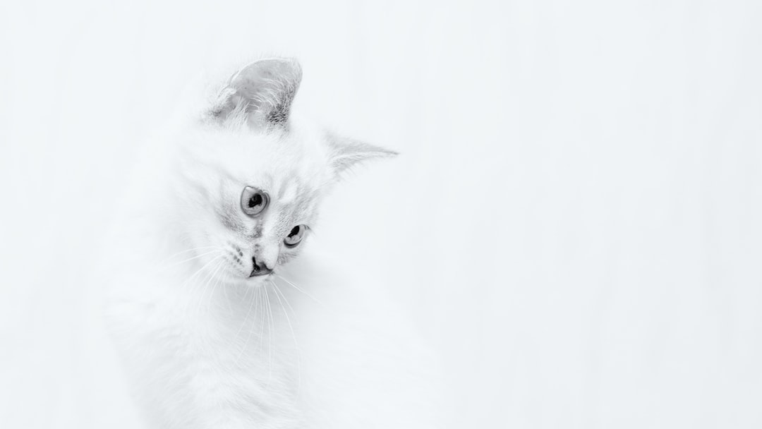 宠物名字大全萌猫咪
