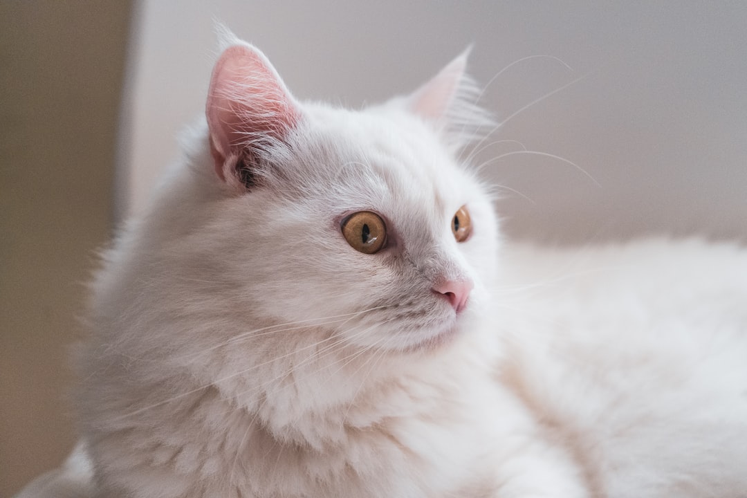 给主人带来好运的猫名字