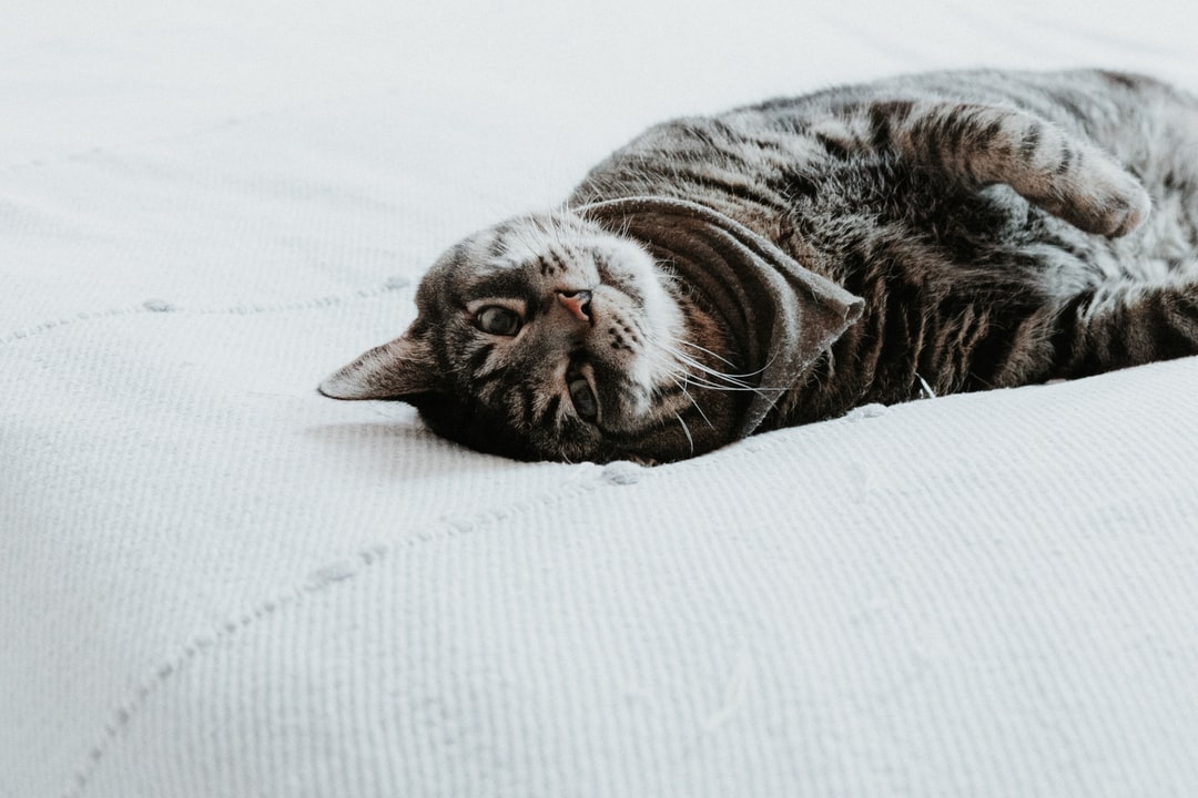 猫咪起名字大全可爱的母