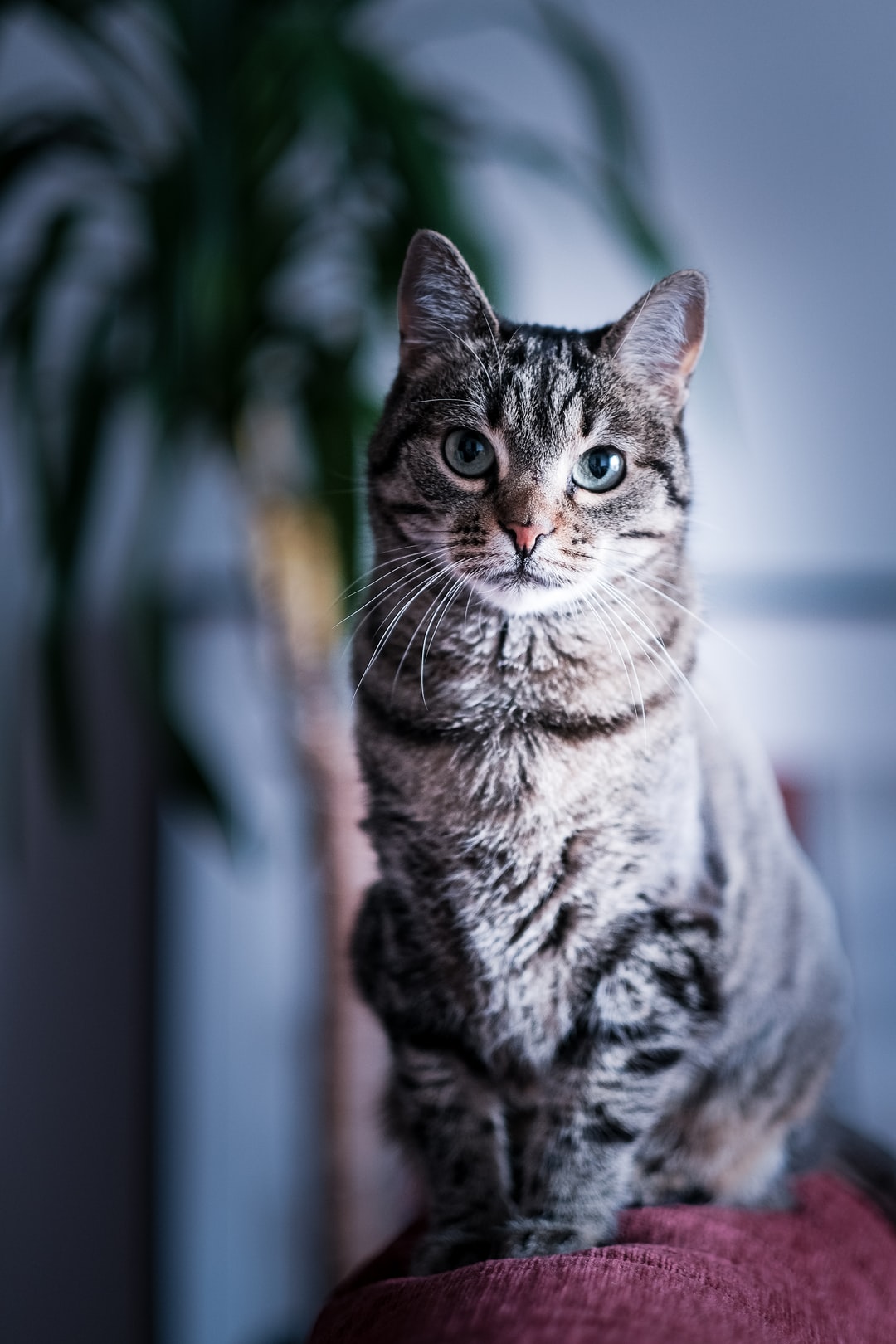 最拉风的猫名字，你知道吗？