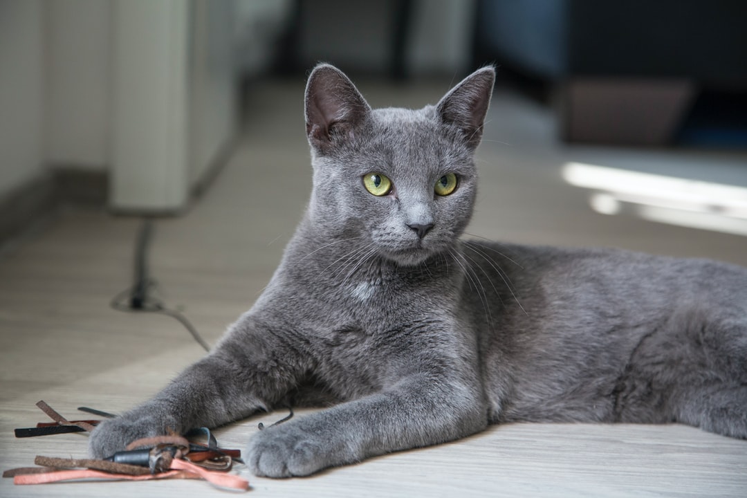 小猫名字可爱洋气
