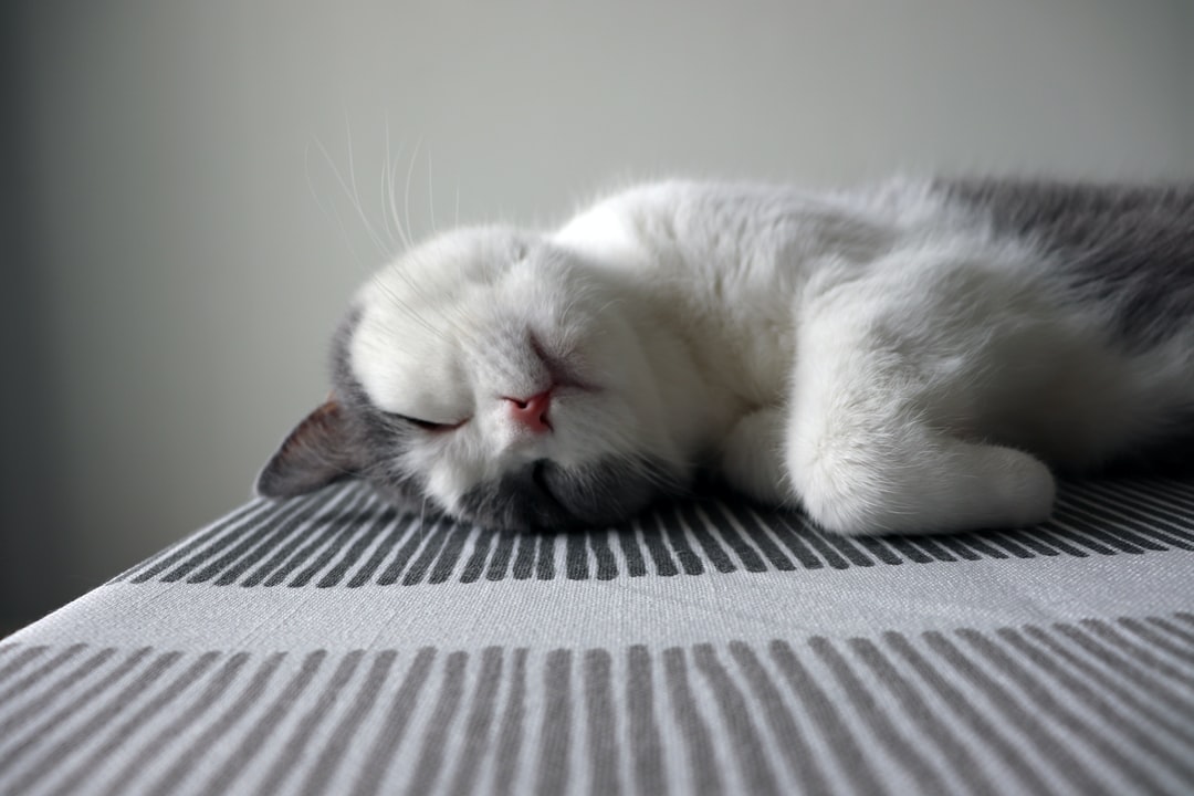 猫咪起个搞笑的名字大全