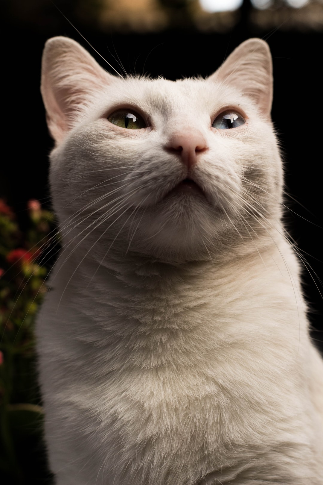 小猫的名字萌一点的取名方法，这样的名字萌一点的取名技巧