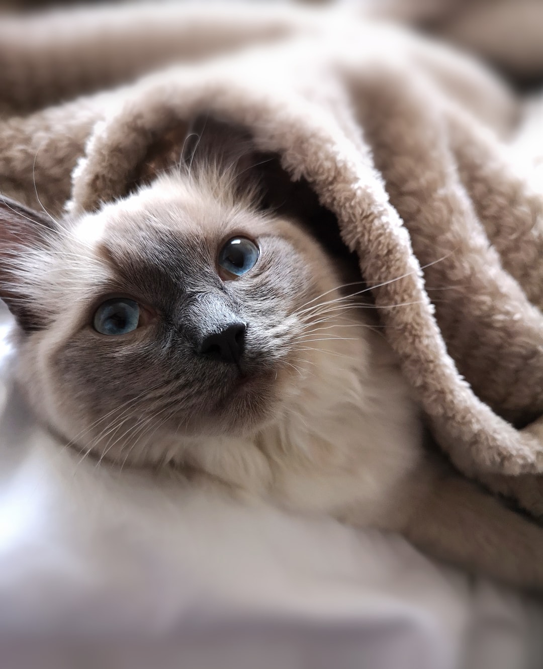 黄白色猫咪名字创意