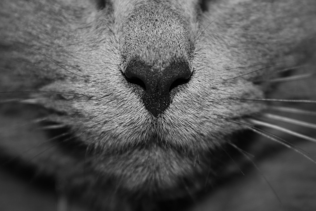 猫咪起名字大全可爱的猫咪名字窍门