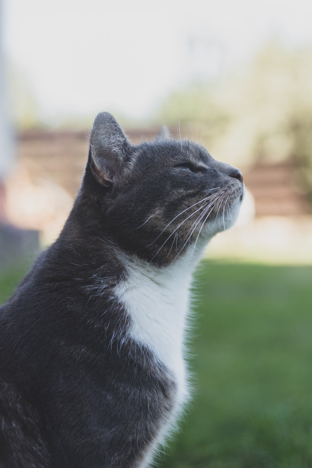 奶凶奶凶可爱的猫咪名字