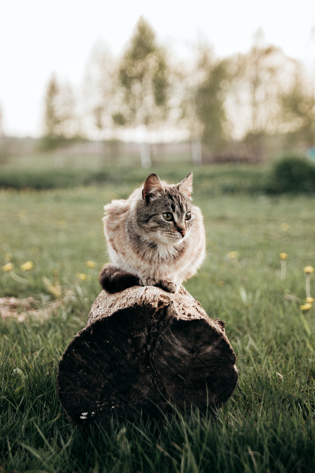 猫取名字带好运的意思