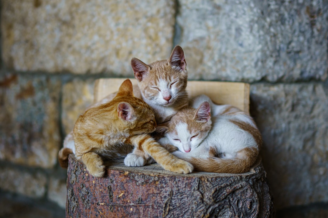 有创意的猫咪名字大全
