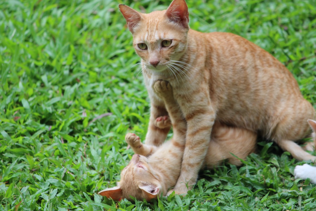 猫名字叫什么好听，猫名字推荐
