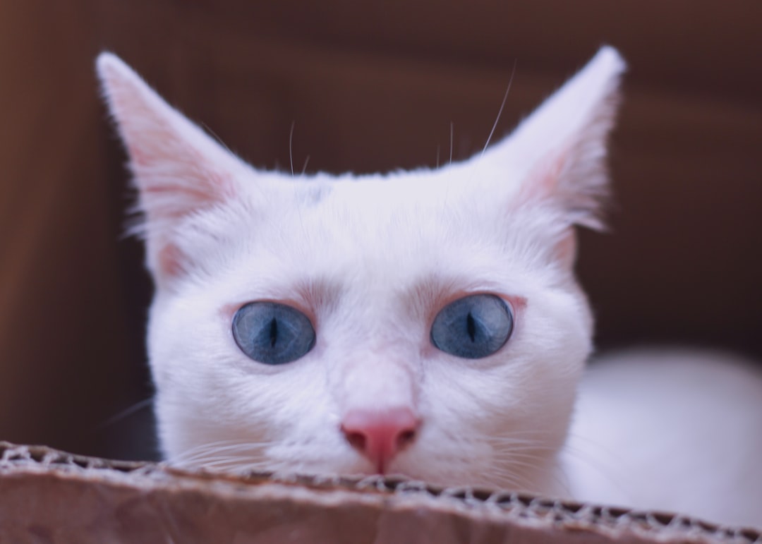 黑猫名字大全霸气推荐，黑猫名字大全