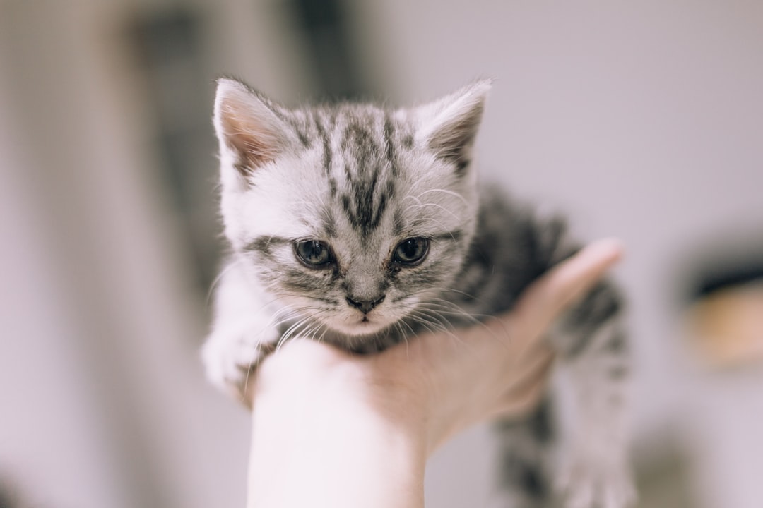 猫咪名字可爱洋气独特