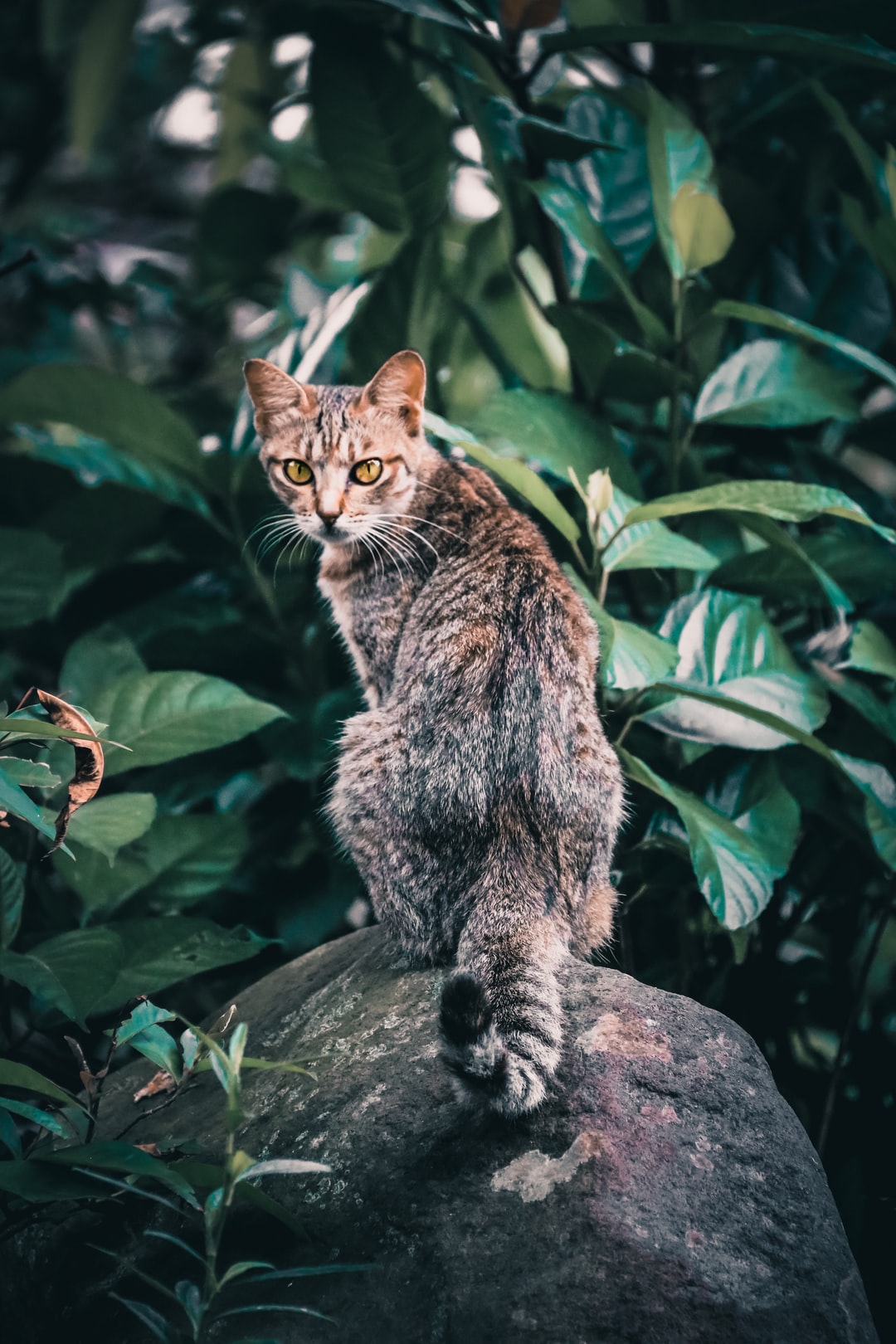 有创意的公猫咪名字大全有创意的猫咪名字大全