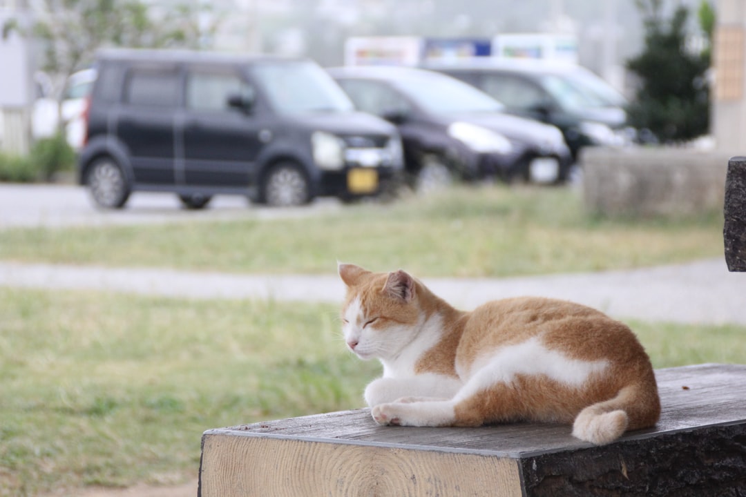 有创意的猫咪名字有哪些