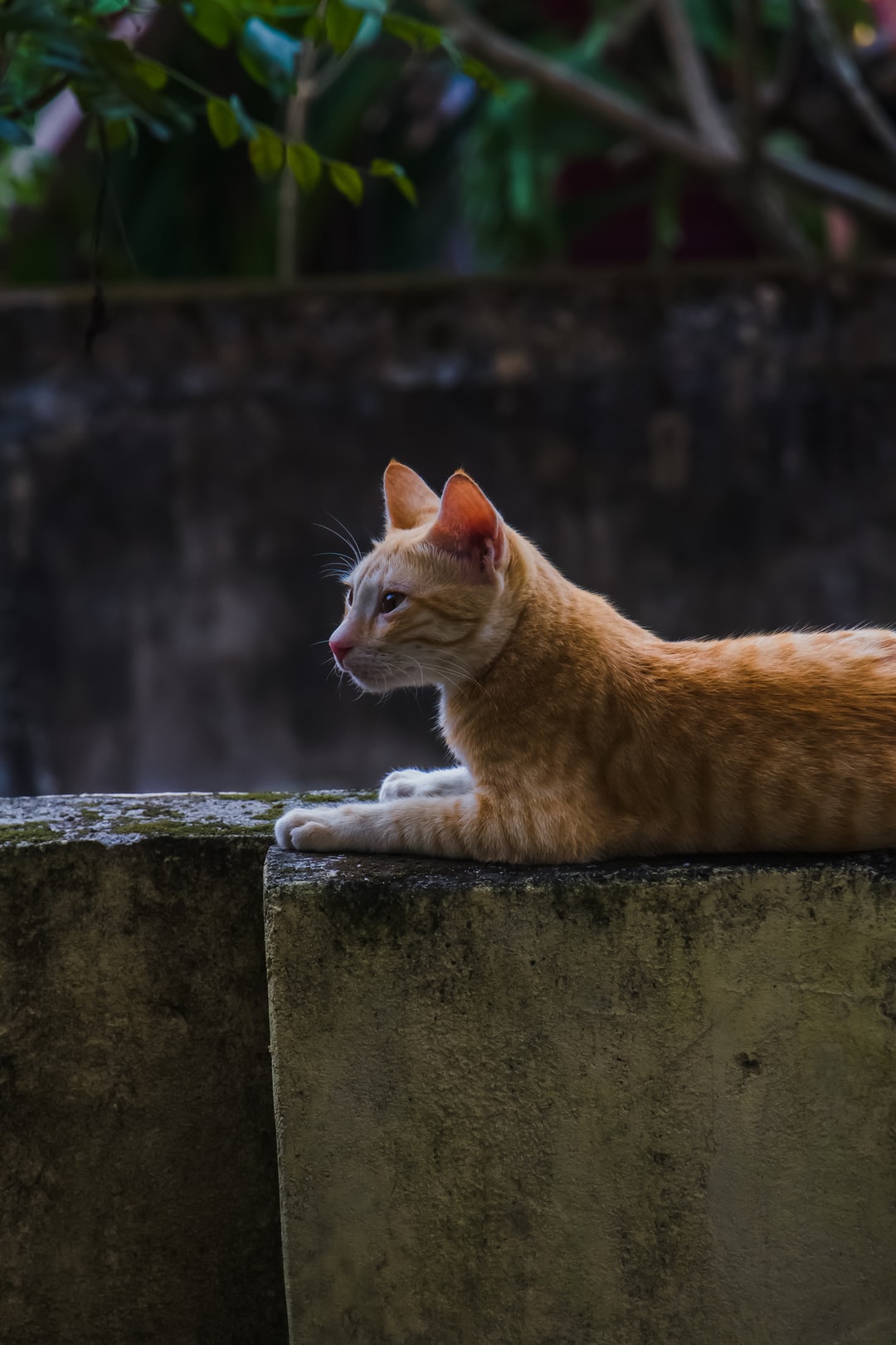 蓝猫名字独特一点的案例、取名技巧！