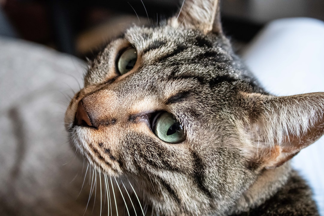 好听的宠物猫名字大全女宠物猫好听的名字推荐