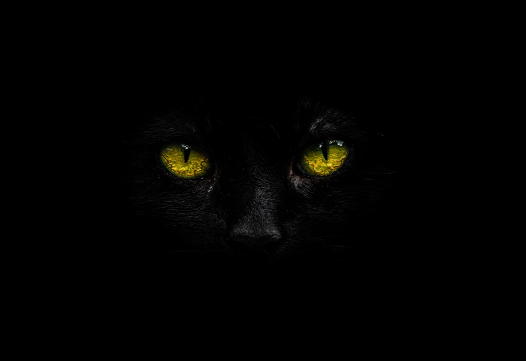 比较有创意的猫猫名字
