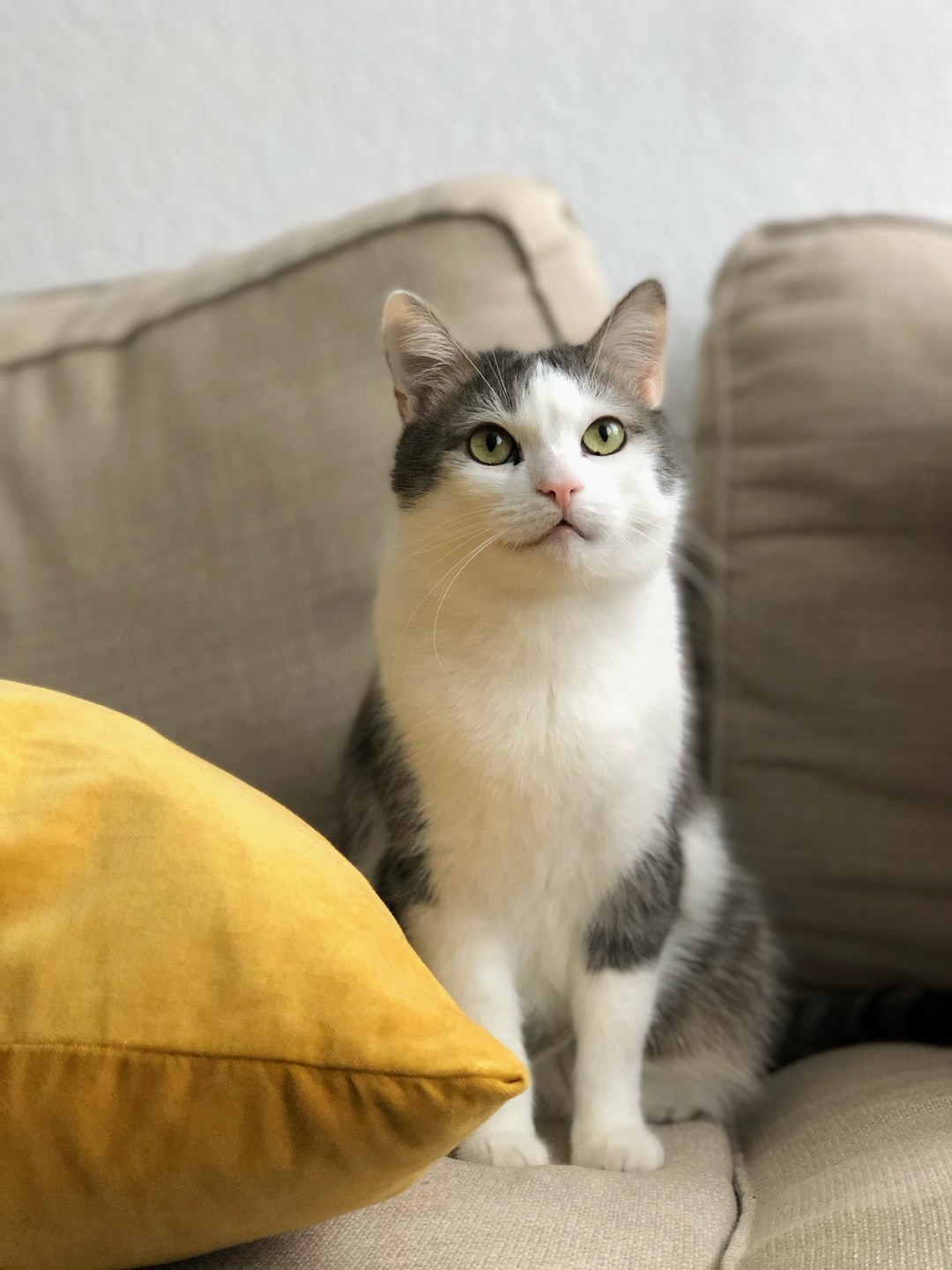 猫名字大全洋气的猫名字大全