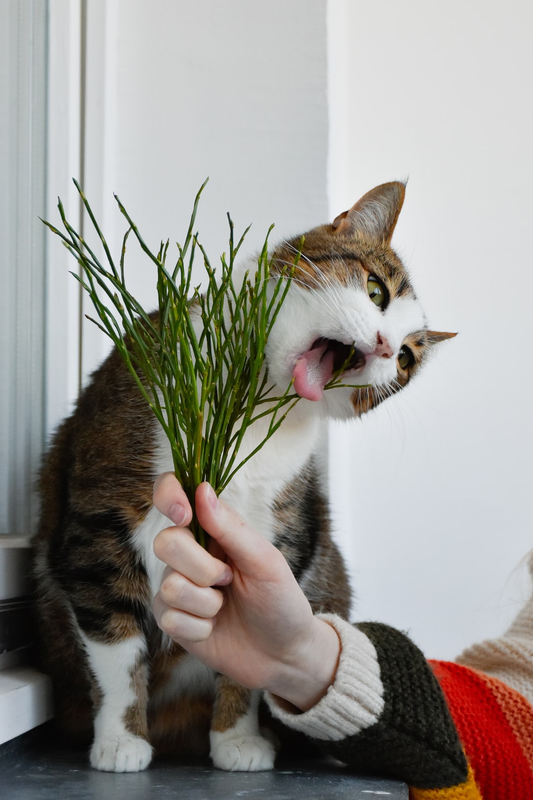 三花猫名字大全