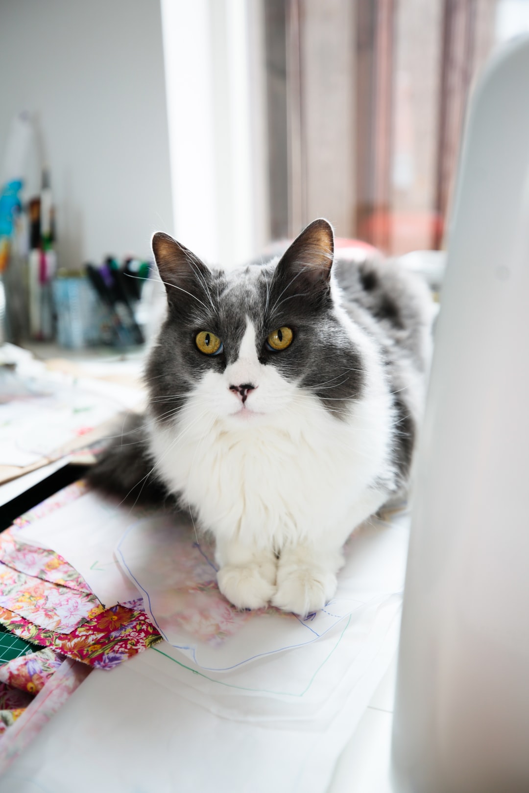 有创意的猫咪名字大全